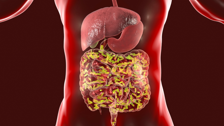 Our social decision-making could be influenced by gut microbiota: Study
