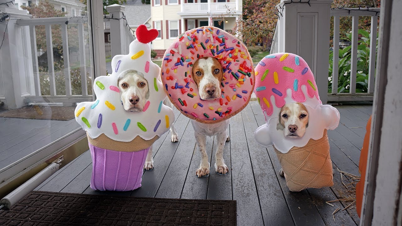 Halloween Dog Trick Or Treat Surprise! Funny Dogs Maymo, Penny & Potpie