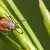 Town confirms first case of concerning virus spread by ticks: 
