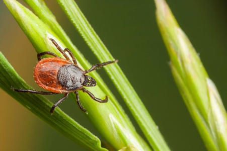 Town confirms first case of concerning virus spread by ticks: 