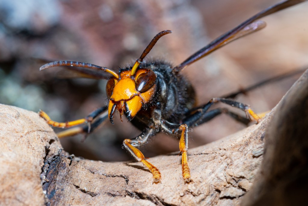 Warning issued over surge of Asian hornets in the UK