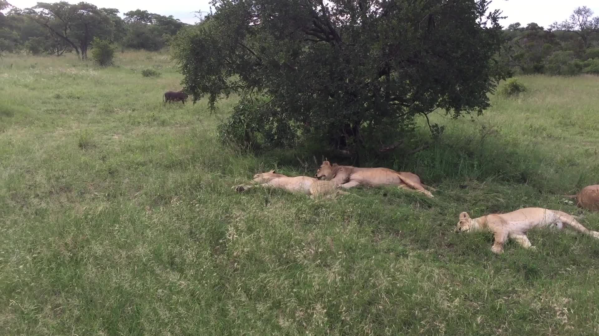 Warthog Hilariously Wakes Sleeping Lions