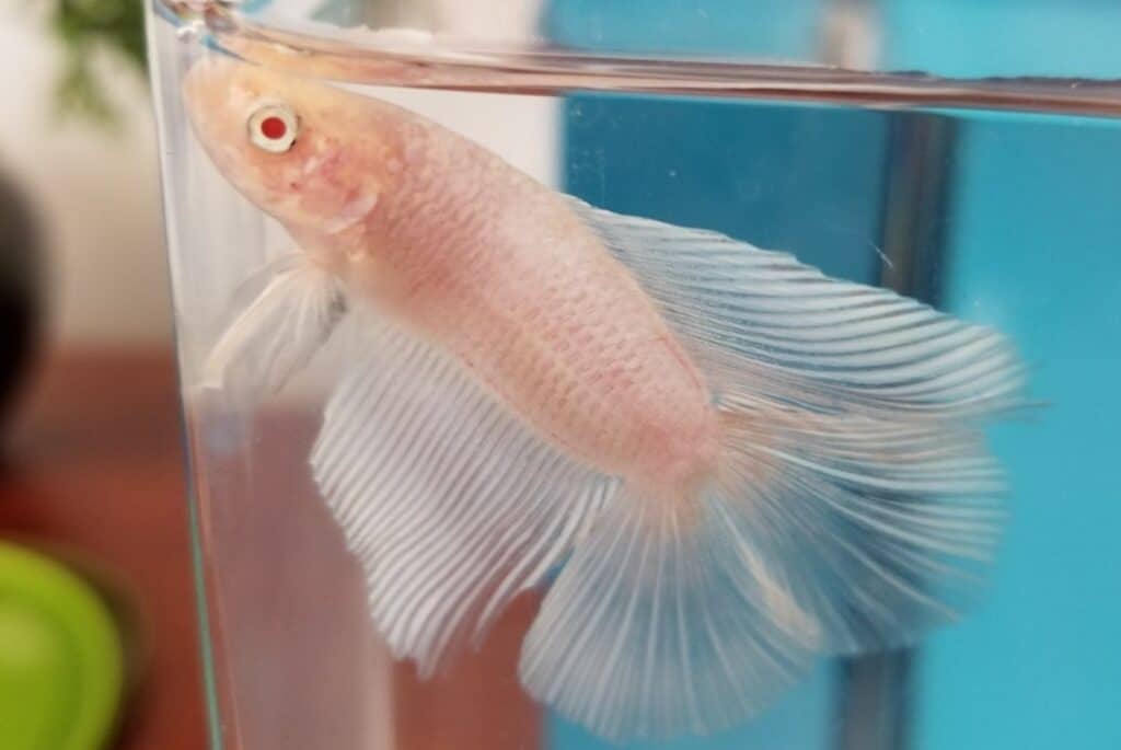 8 Rarest Betta Fish Colors Ever