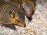 Screaming hairy armadillo pups introduced to visitors at Audubon Zoo<br><br>