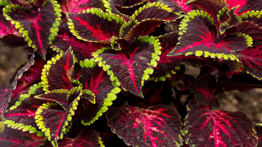 Coleus