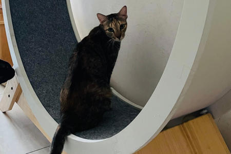 Owner Discovers Cat Using Exercise Wheel, But Not How She Was Expecting<br><br>