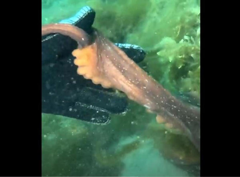 El pulpo cogiendo de la mano a la buceadora con un tentáculo / Jules Casey