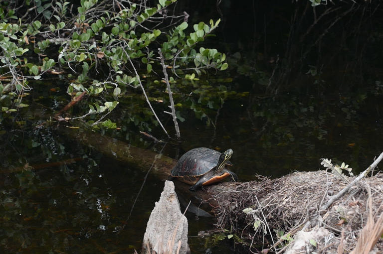 A photographer's love letter to Loop Road, deep in the Big Cypress swamp