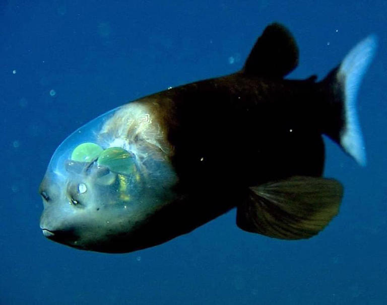 Coolest Deep-Sea Fish We've Ever Seen