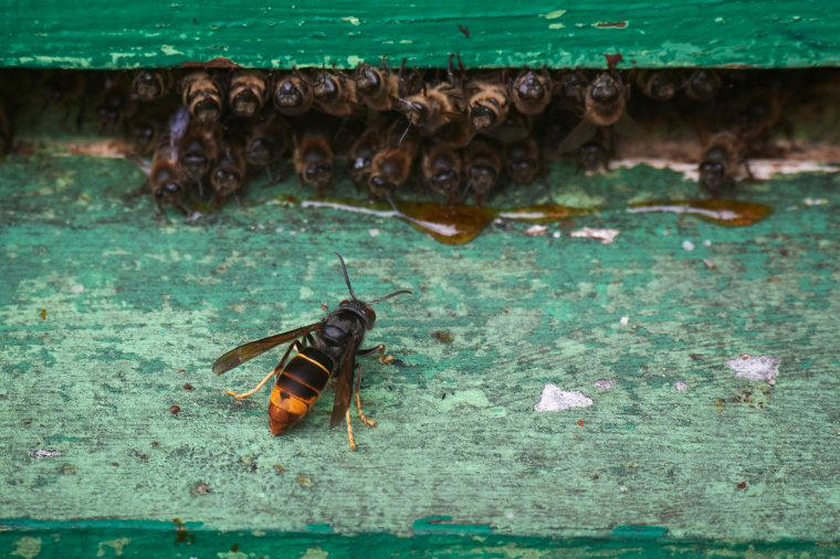 how to, android, i’m an asian hornet specialist – this is how to protect your children