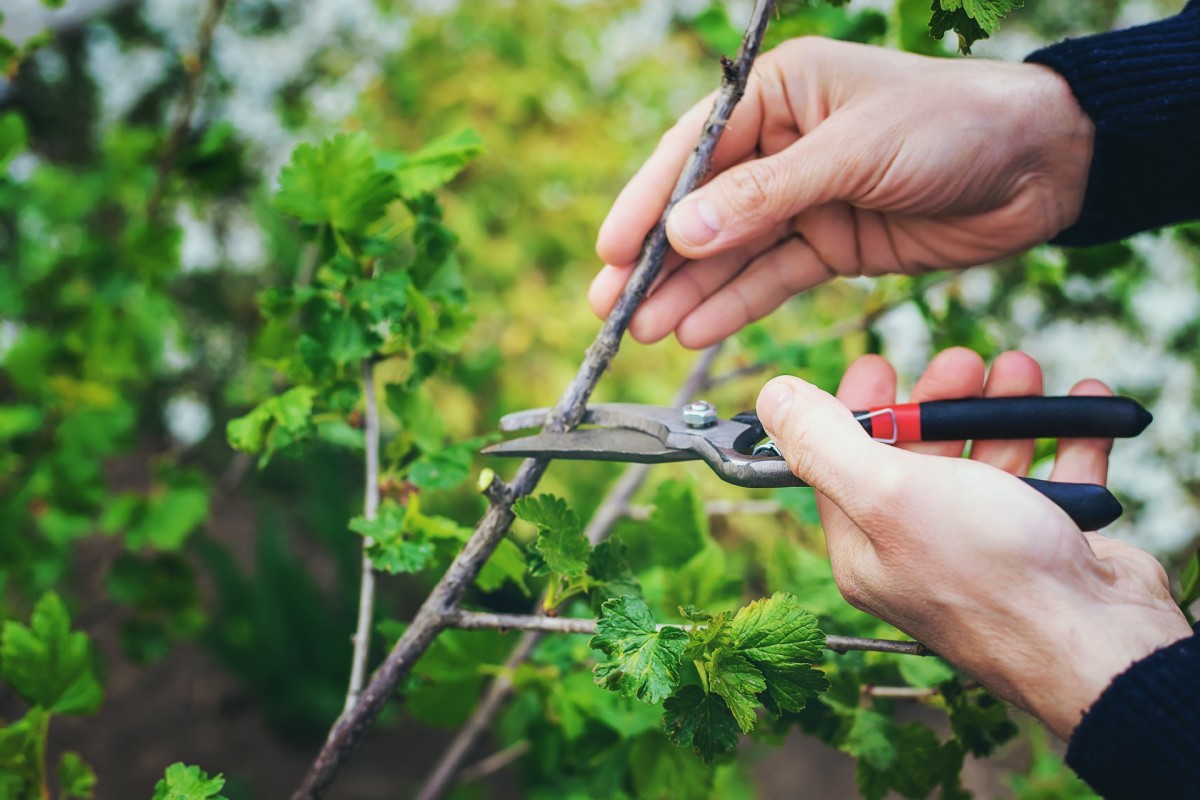 10 Garden Myths That Could Ruin All Your Hard Work