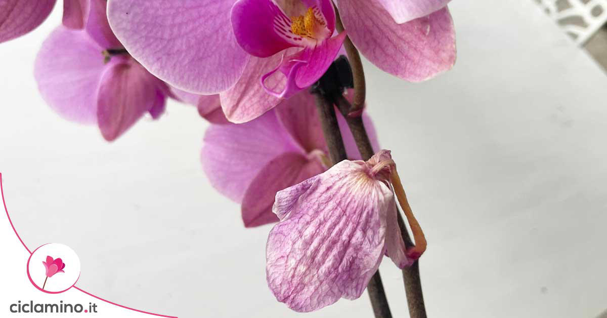 la mia orchidea fioriva ma perdeva i fiori appena sbocciati. ho risolto così