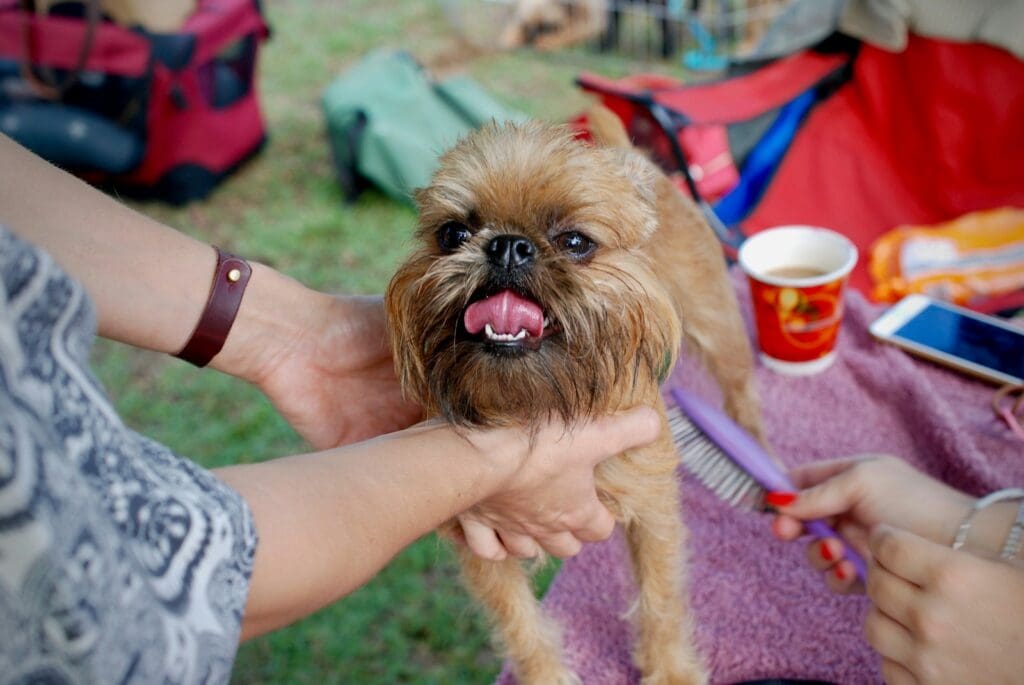 <p>Brussels Griffons are the quintessential apartment dog for people without children. They're active, small, and somewhat sensitive. They actually don't do very well with kids, so they're not a good call for people with youngsters. Just make sure they get plenty of exercise!</p> <p><strong>Read More: <a href="https://pethubusa.com/dogs/worst-dogs-for-kids/" rel="noreferrer noopener">The 10 Worst Dogs for Kids </a></strong></p>