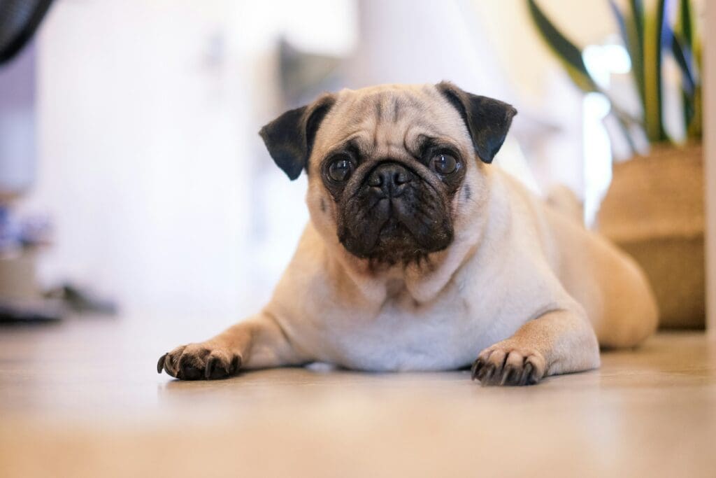 <p>The curious and charming pug is a perfect apartment dog. They have a way of winning people over with their antics and need lots of mental stimulation to remain happy. However, they're not strong athletes and are content with a daily walk and lots of lap time.</p> <p><strong>Read More: <a href="https://pethubusa.com/dogs/best-apartment-dogs/" rel="noreferrer noopener">10 Best Dogs for Owners Living in Apartments</a></strong></p> <p>The post <a href="https://pethubusa.com/dogs/dog-breeds-for-different-family-lifestyles/">Which Dog Breed is Right for Your Family’s Lifestyle?</a> appeared first on <a href="https://pethubusa.com">Pet Hub USA</a>.</p>