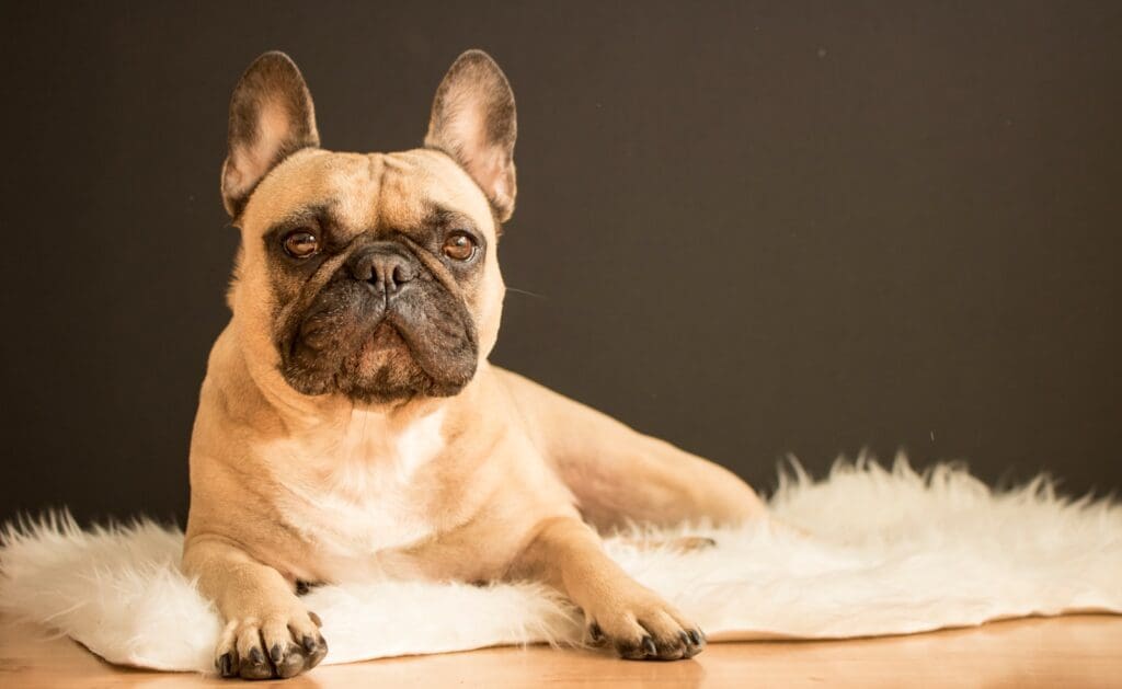 <p>The inquisitive and intelligent French bulldog is among the most popular small breeds. They learn quickly and are very easy to train, making them ideal for life in the city or in an apartment. They're not the most active dogs ever and do just fine with an average of one short, fast-paced walk per day.</p> <p><strong>Read More: <a href="https://pethubusa.com/dogs/dog-breeds-for-people-who-travel/" rel="noreferrer noopener">10 Best Dog Breeds for People Who Travel</a></strong></p>