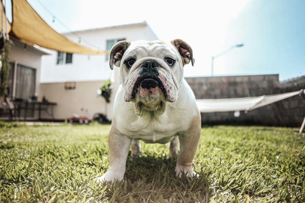 <p>Bulldogs have a very distinctive appearance and adaptable personalities. They don't need a ton of exercise, either, which makes them good apartment dogs. While they're good with kids, their lower energy means they won't get anxious or restless living with a calmer owner.</p>