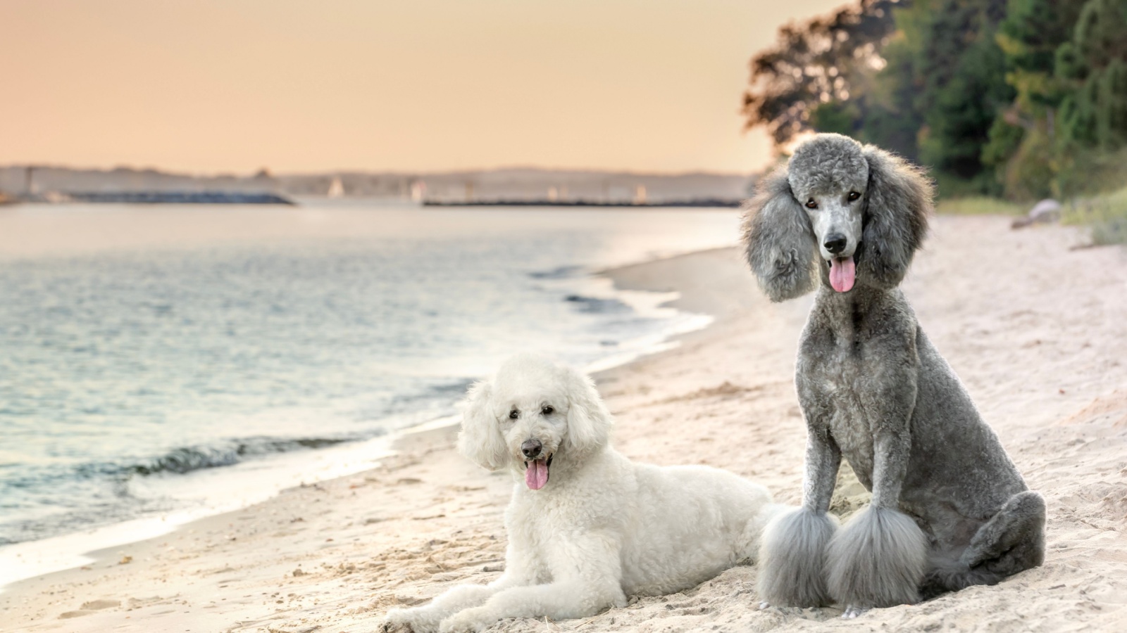 image credit: Danielle W Press/Shutterstock <p>Poodles come in standard, miniature, and toy, each fitting different lifestyles and living spaces. Whether you need a robust companion for outdoor adventures or a petite lap dog, there’s a poodle size for that.</p>