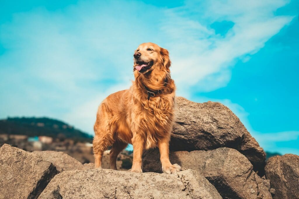 <p>Golden retrievers are among the most popular breeds in the world for good reason. They're as gentle and sweet as a big dog can possibly be, and they're downright gorgeous. Whether you've got very young kids or teenagers, goldies make perfect family pets.</p>