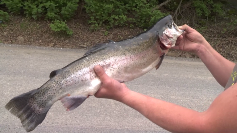 Pennsylvania man catches ‘once in a lifetime fish’ in the Susquehanna River