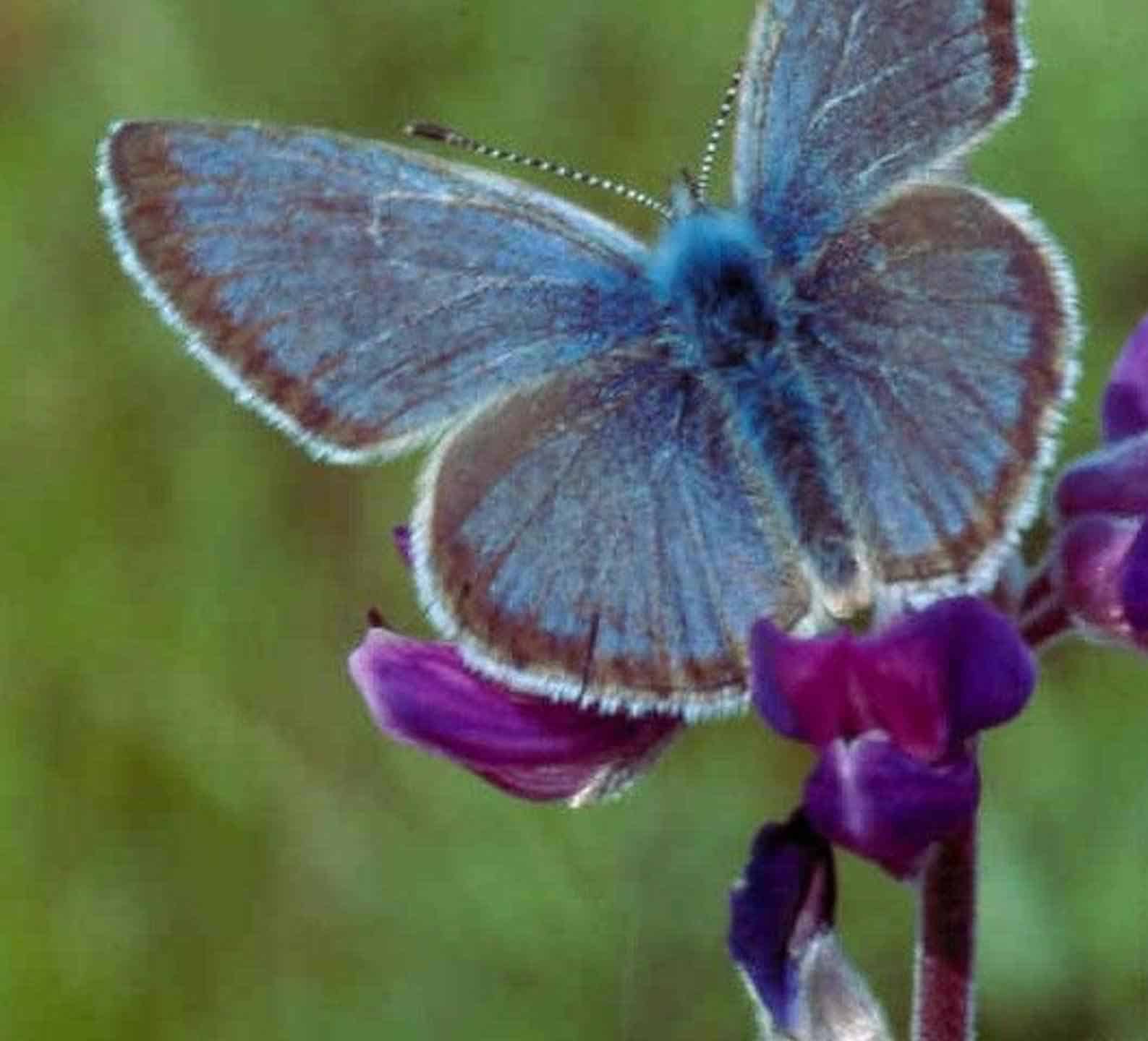 10 Rarest Butterflies In The World