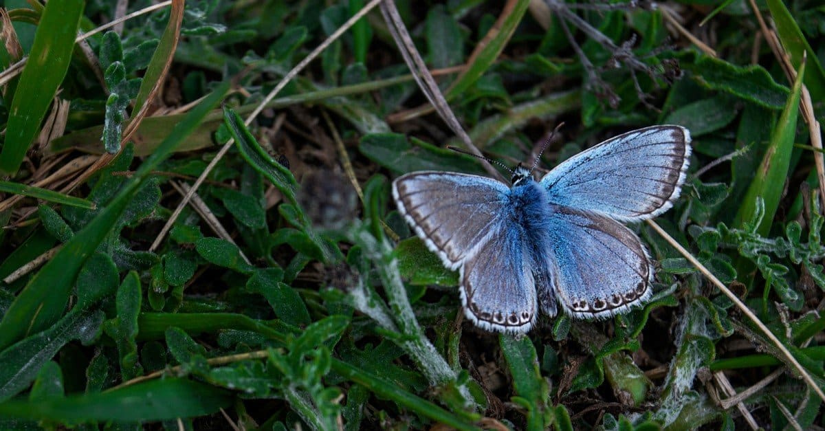 10 Rarest Butterflies In The World