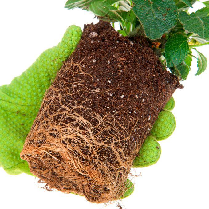 A hand in a textured green glove holds a potted plant, showcasing its rich, dark soil and exposed roots against a plain white background.