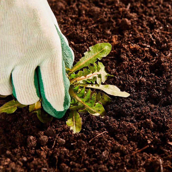 A gloved hand uproots a dandelion from dark soil, surrounded by loose earth, indicating a gardening task in progress.