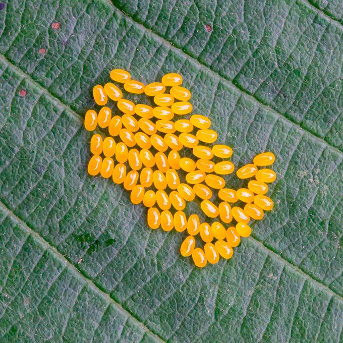 Clusters of shiny, yellow oval eggs are arranged on a textured green leaf, indicating a natural, outdoor setting.