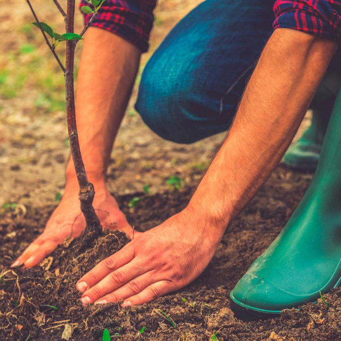 A person kneels, pressing soil around a newly planted young tree in a garden, wearing green rain boots and a checkered shirt.