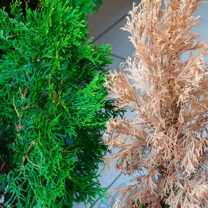 Two contrasting plants are displayed: a vibrant green evergreen on the left and a dried, brown conifer on the right, set against a light background.