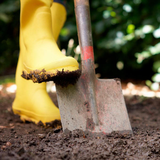 A yellow boot presses down on a shovel, which is embedded in dark, loose soil, surrounded by green foliage in a garden setting.