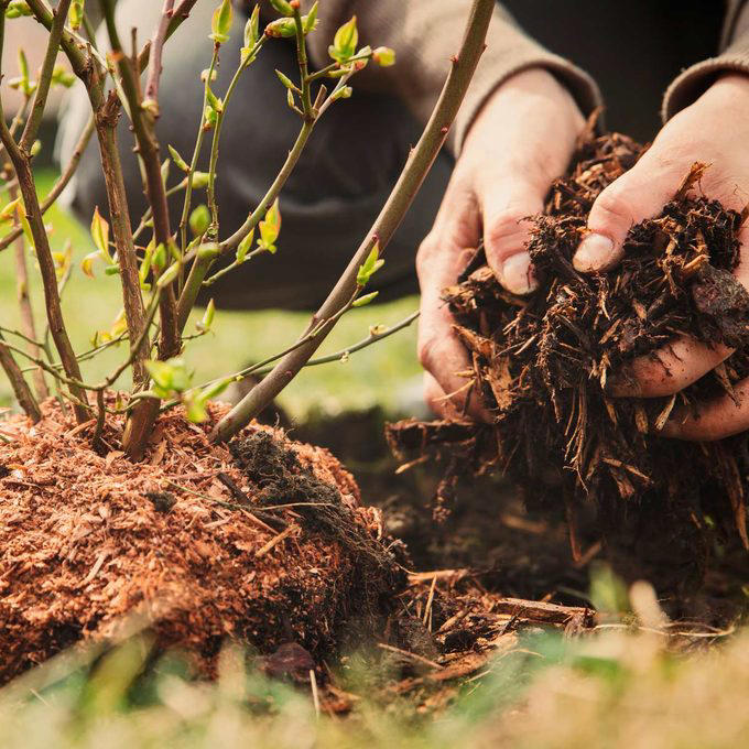 A person is applying mulch around a newly planted shrub in a garden, enhancing soil health and moisture retention in a green outdoor setting.