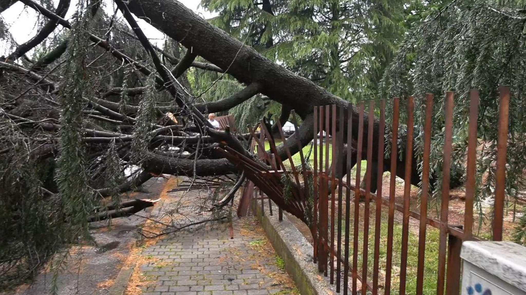 Grande Albero Collassato Nel Condominio Per Il Maltempo A Cesano ...