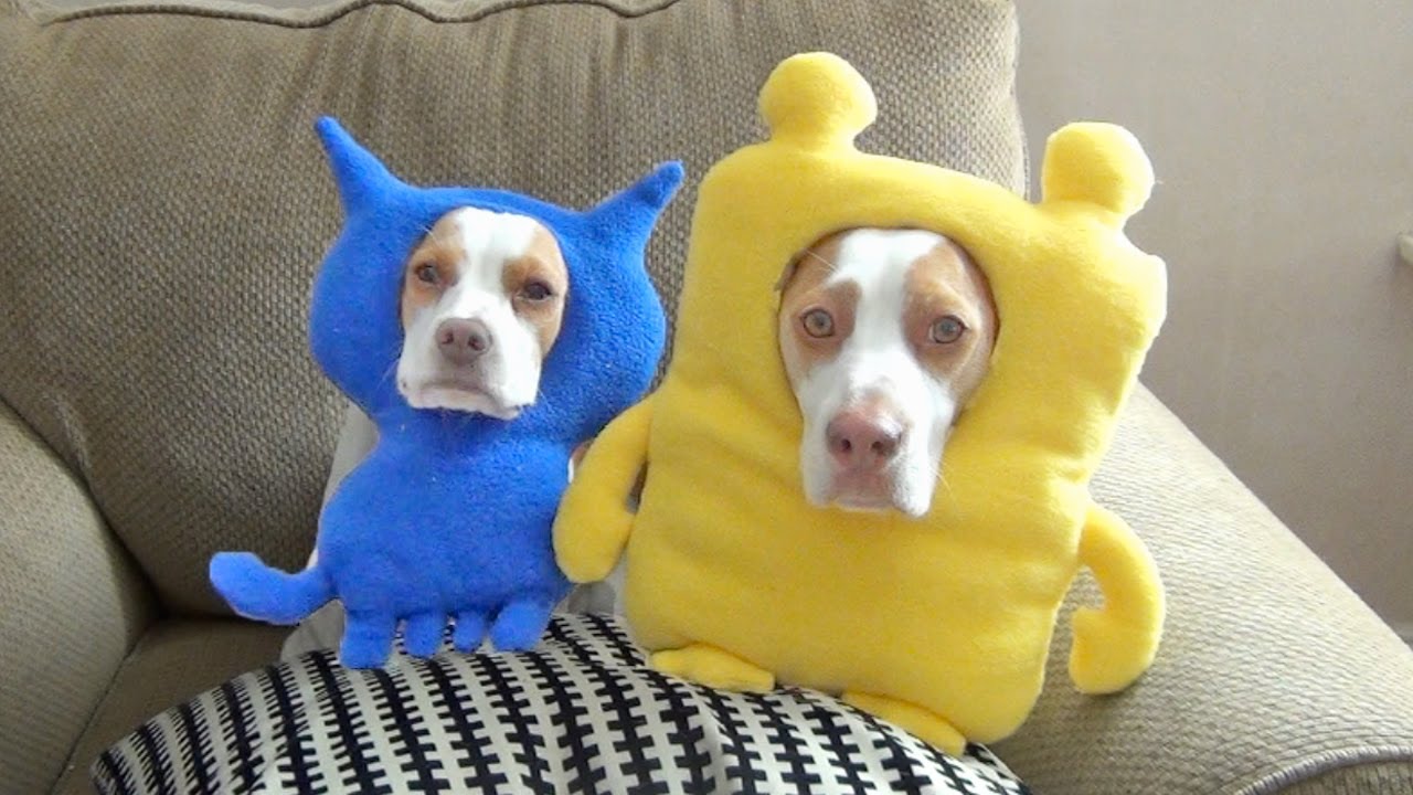 Beagle dog and puppy face epic second shaming session