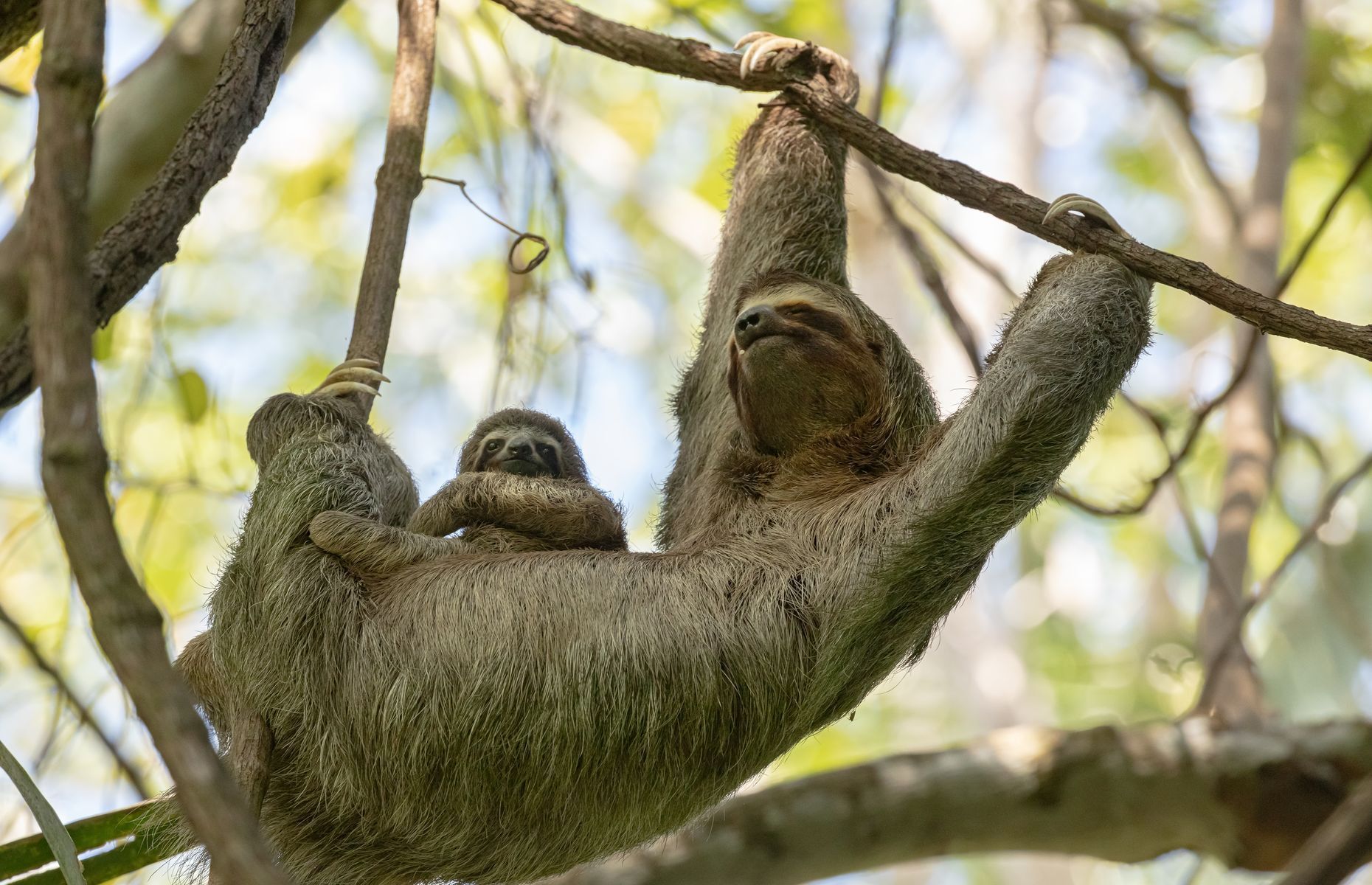 Slow down and enjoy these 20 facts about sloths