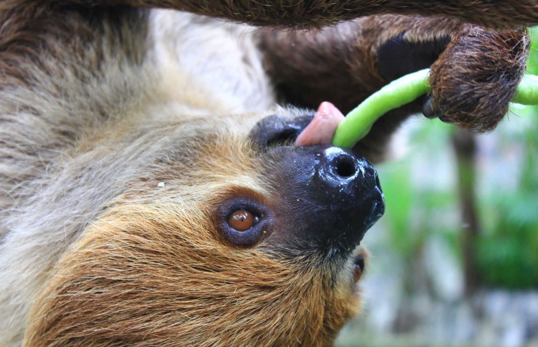 Slow down and enjoy these 20 facts about sloths