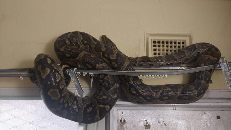 haibo! three-metre python slithers up a curtain rail in inanda valley home
