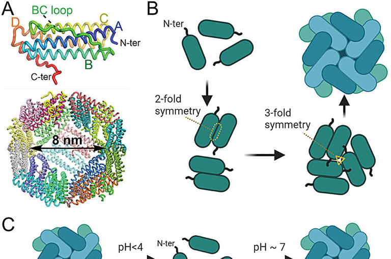 Scientists' new drug-delivery technology is possible breakthrough for ...