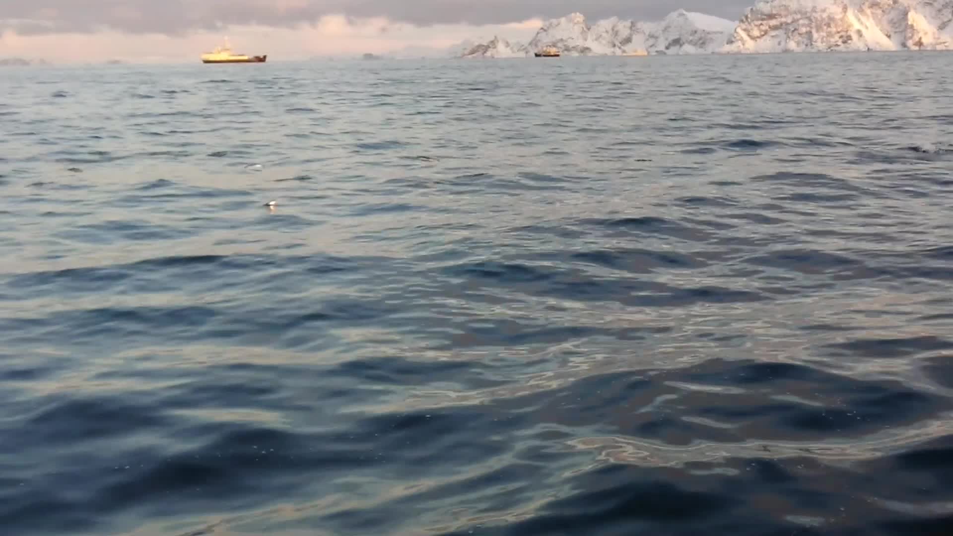 Pod Of Six Feeding Whales Dramatically Breach Next To Boat