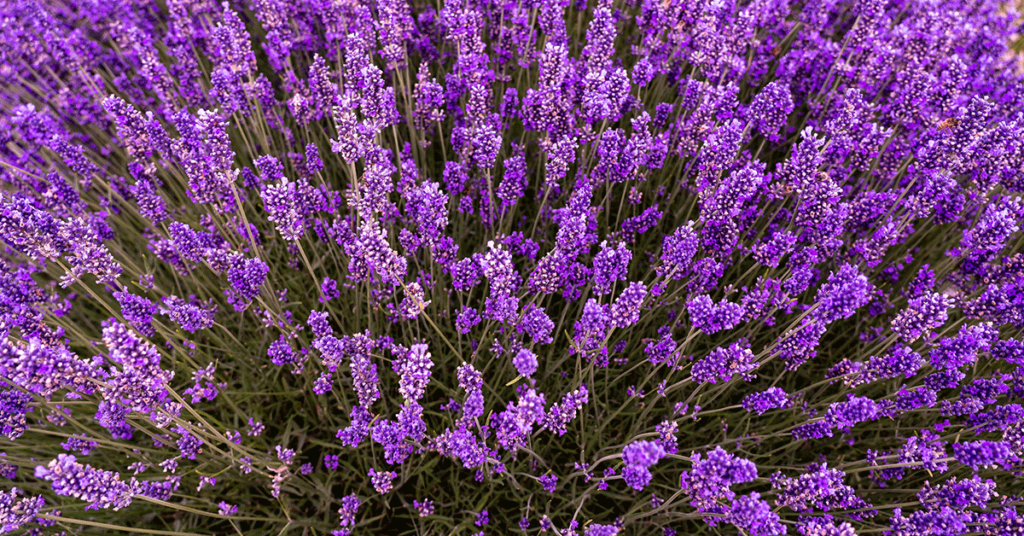 lavender plant