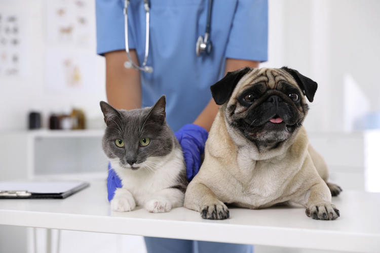 Healthy Paws Pet Insurance review: Pros, cons, and pricing