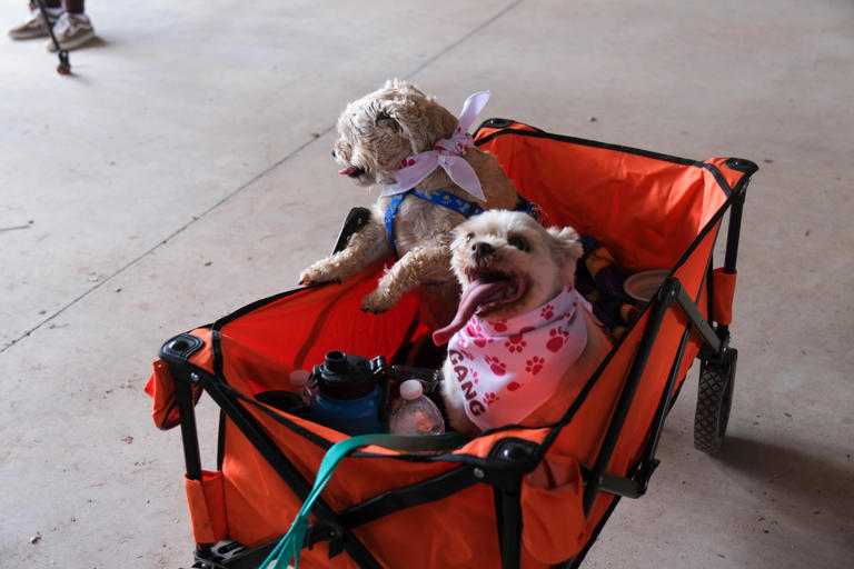 Thousands turn out for a furry day of fun at Amarillo Muttfest