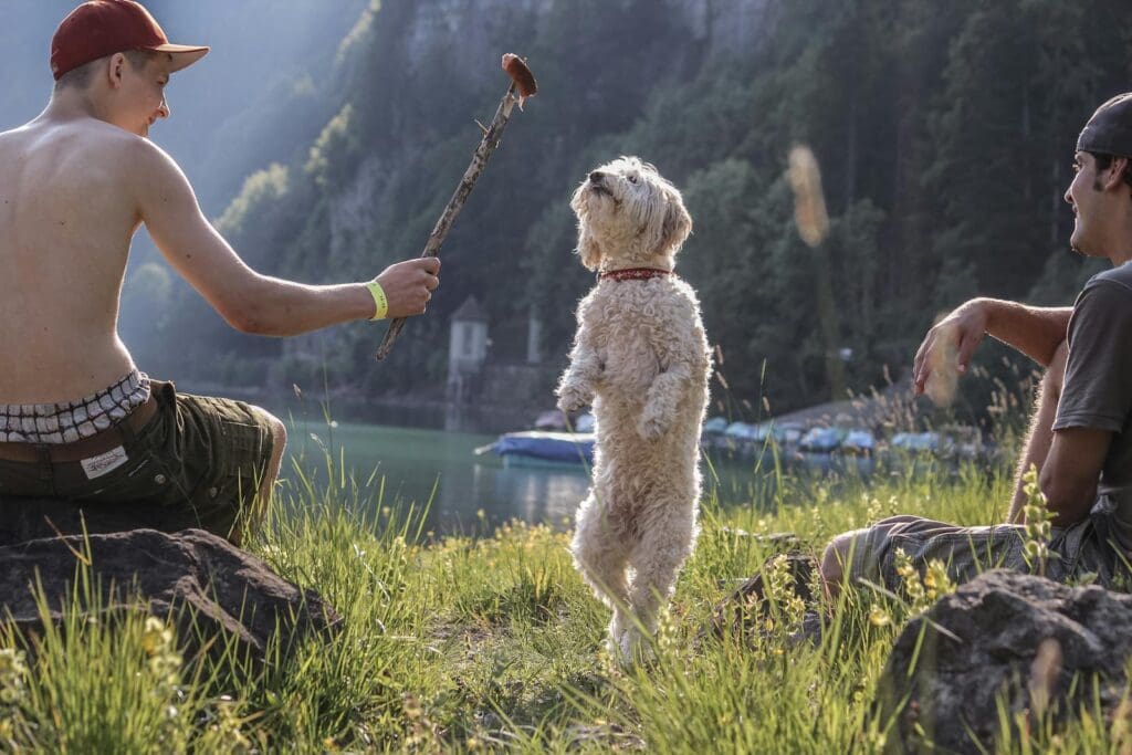 10 Things To Know Before You Take Your Dog Camping