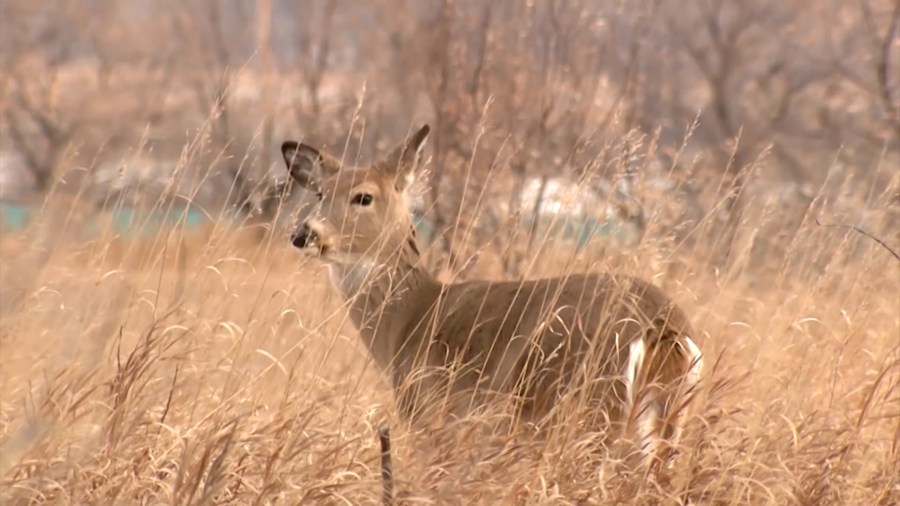 North Dakota Game and Fish reminds hunters to apply for deer gun