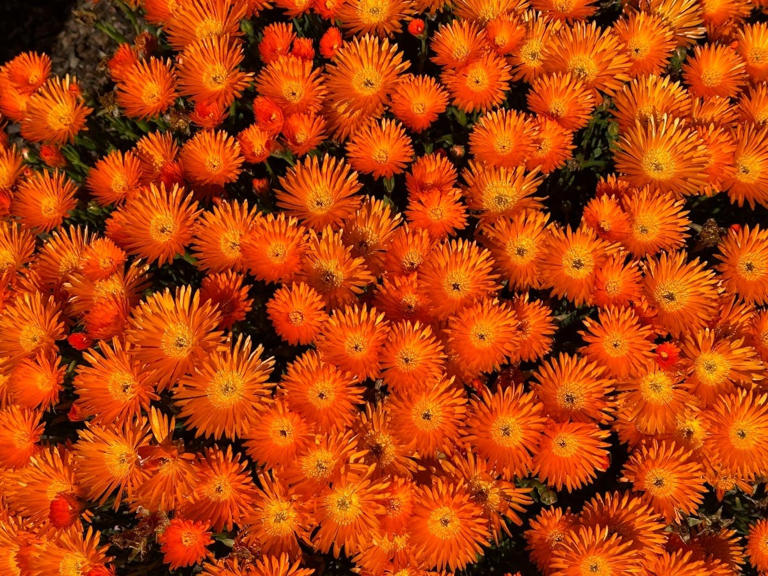 Vibrant Flowers Bloom In Alameda: Photo Of The Day