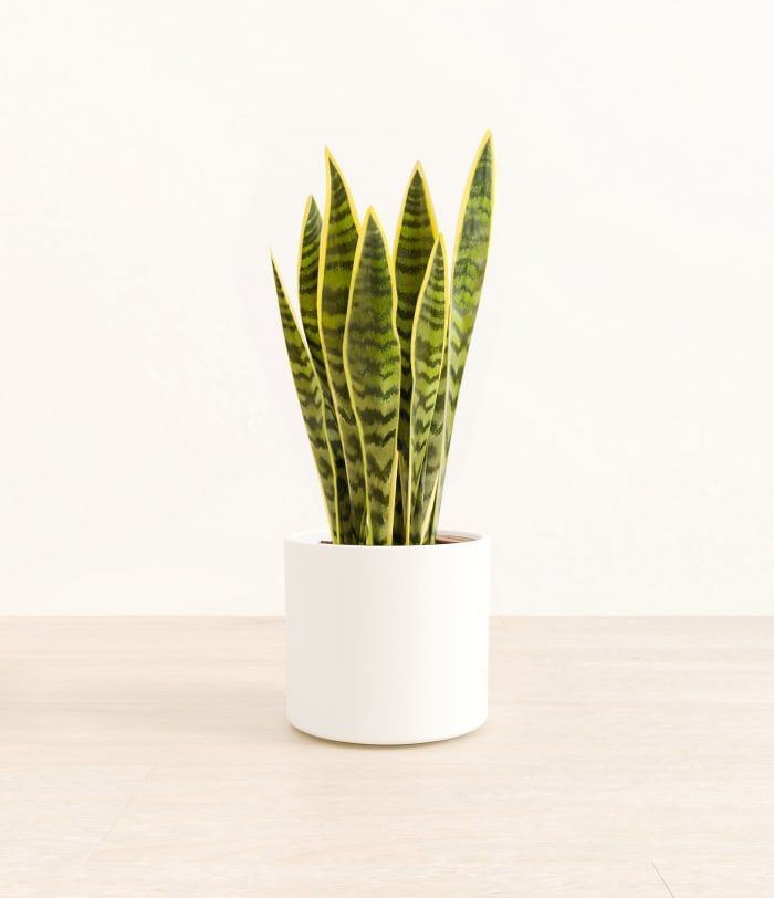 These 15 Bedroom Plants Deliver Some Stylish Shut-Eye