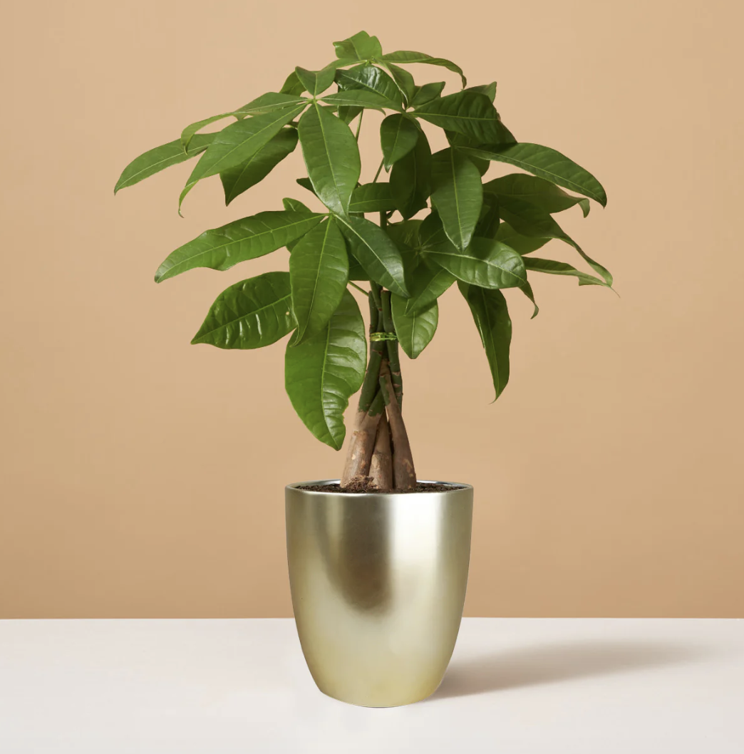 These 15 Bedroom Plants Deliver Some Stylish Shut-Eye