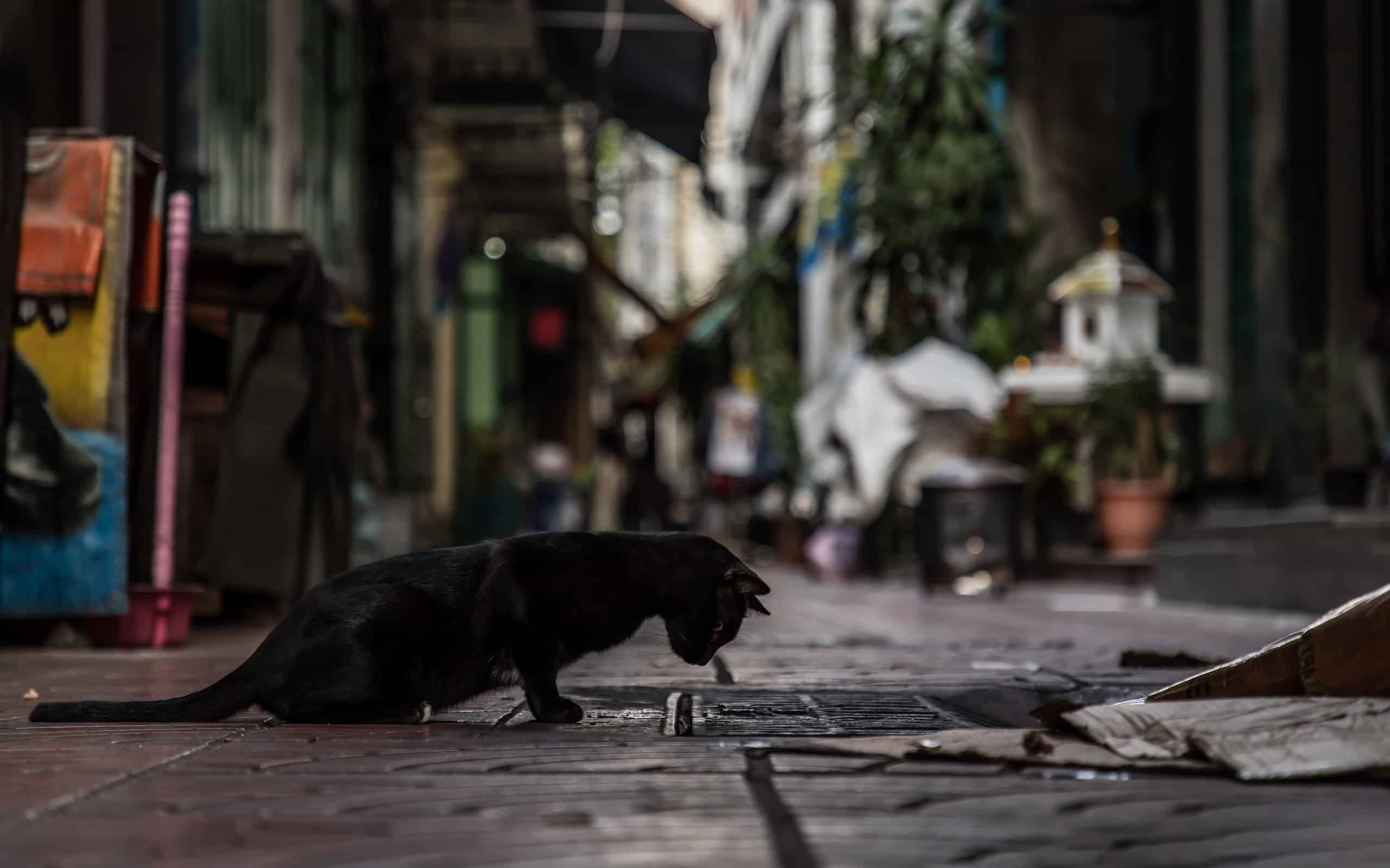 8 Natural Ways to Get Rid of Stray Cats