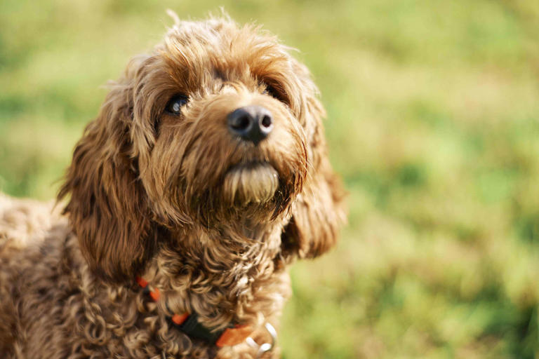 Cockapoo: Dog Breed Characteristics & Care