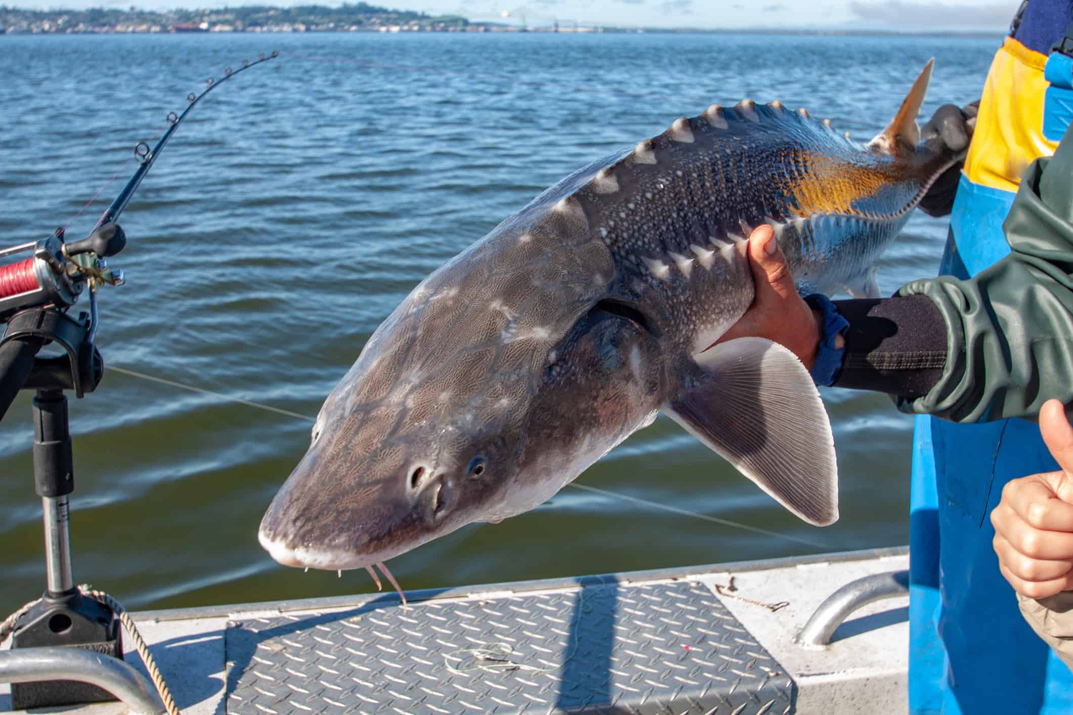 The Most Massive Fish Caught In Every State